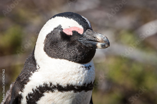 Close up of a sleeping African penguin (Spheniscus demersus), Betty's Bay, South Africa