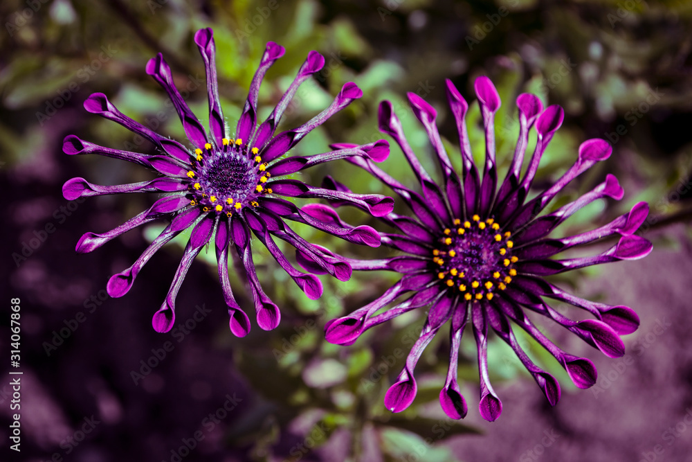 Obraz premium Lila Blumen