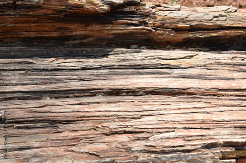 Petrified Wood, trunk of a tree turned into stone like fossil showing various sedimentary layers