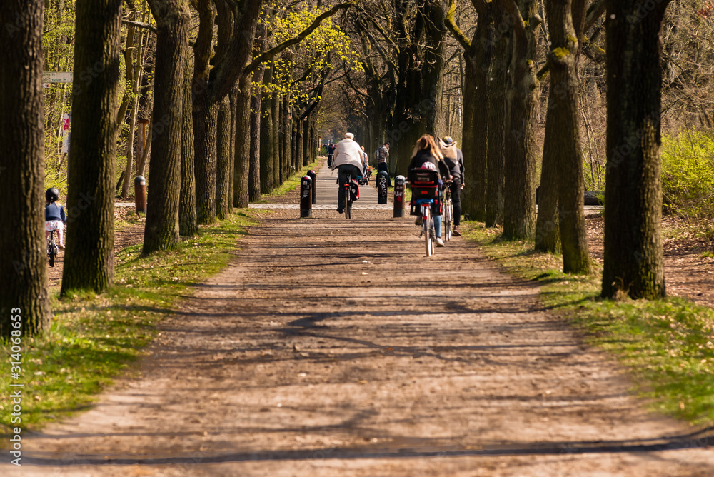 Cyclist in the forest early spring, photographed out of focus, symbolic image