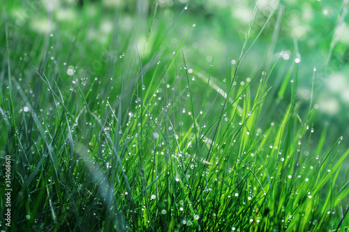 Beautiful spring natural background of green grass and raindrops, with bokeh circles.