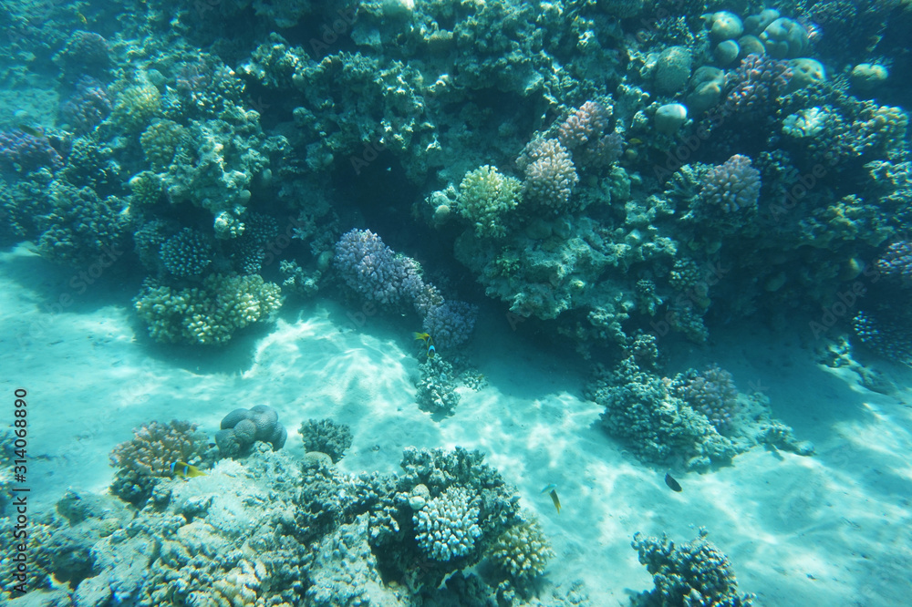Fototapeta premium coral reef in Red Sea