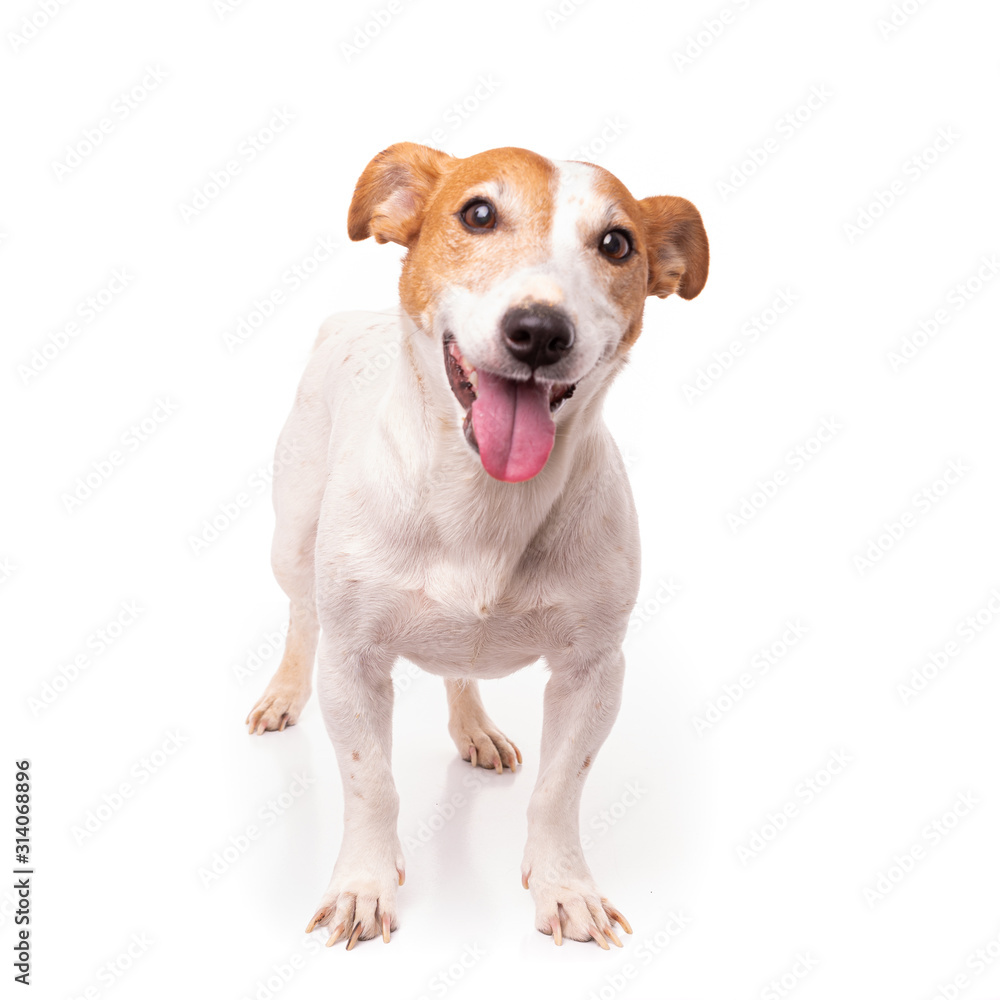 Jack Russell Terrier, isolated on white background at studio