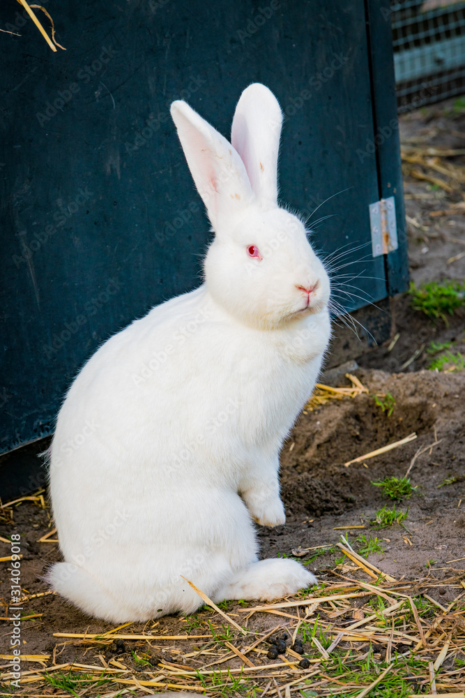white rabbit playing in the garden white rabbit playing in the garden