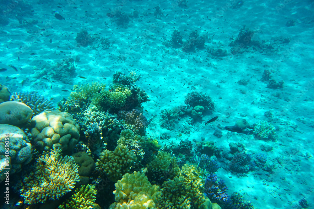 Fototapeta premium coral reef in Red Sea