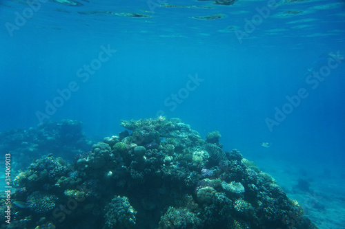 coral reef in Red Sea © jonnysek