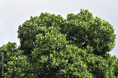Dense grown Karaka tree with lush green leaves with blue sky background © Lykedreaming