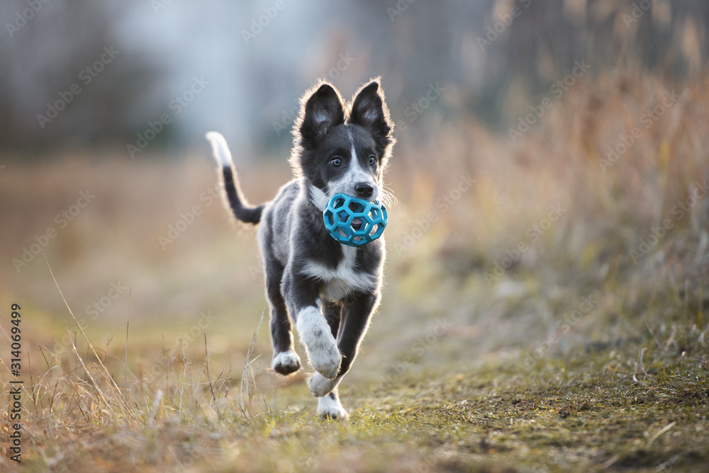happy border collie puppy running outdoors with a toy ball in mouth - obrazy, fototapety, plakaty 