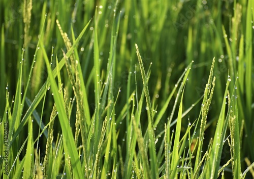 Close up of bright green paddy plant with dew drops