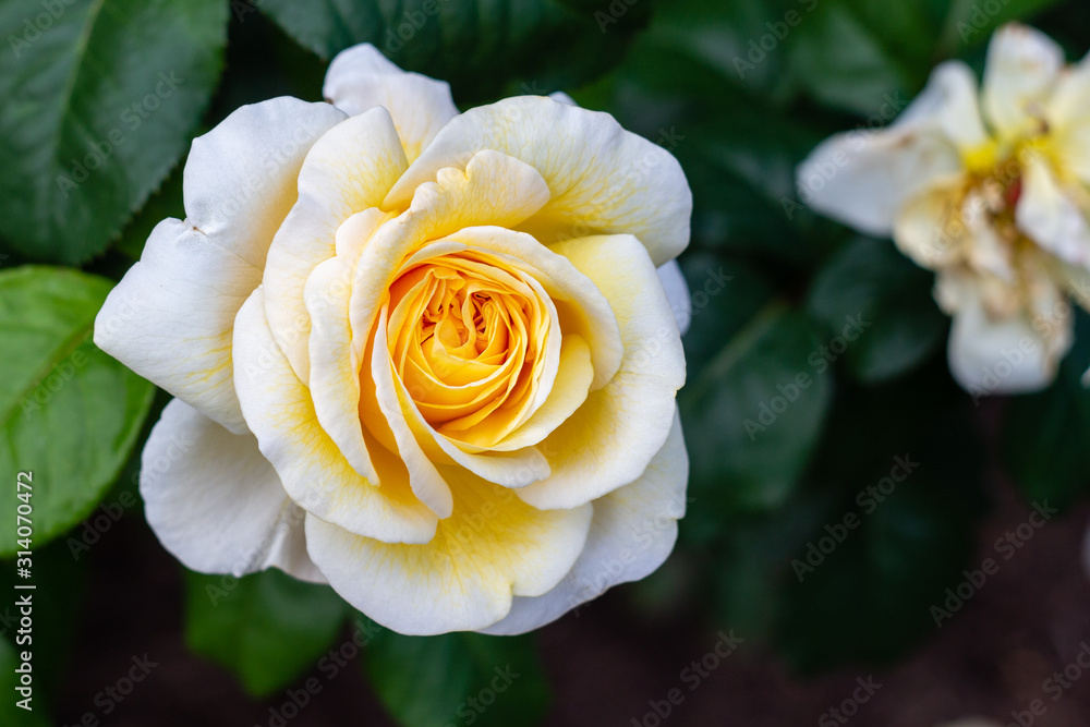 Orange yellow roses in the garden Orange yellow roses in the garden