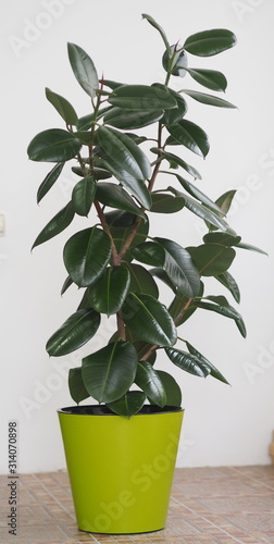 Ficus Rubber-bearing with large leaves in the winter garden home collection. At home, there must be a ficus.