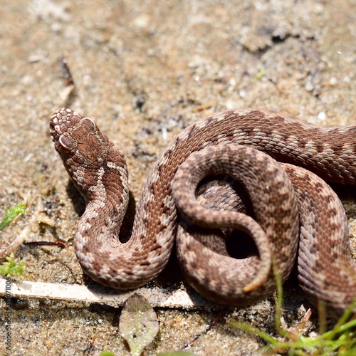 Canvastavla Common European viper snake (Vipera berus) in its habitat