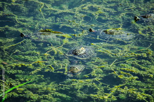Swimming turtles in the lake with sea plants