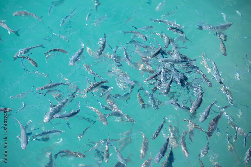 Shoal of fish in seawater, many sea fishes top view, fry in the sea, sea fishes on the water surface, on the surface of the sea water aquamarine azure reflection turquoise blue abstract background