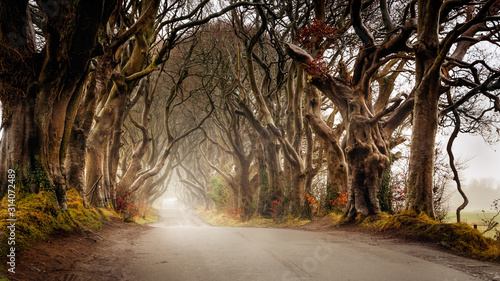 Fototapeta Naklejka Na Ścianę i Meble -  Early morning in autumn with mist or fog at The Dark Hedges County Antrim, Northern Ireland. Filming location of popular TV show, Kingsroad, Game of Thrones