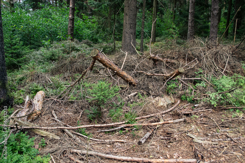 Fototapeta premium Wald 