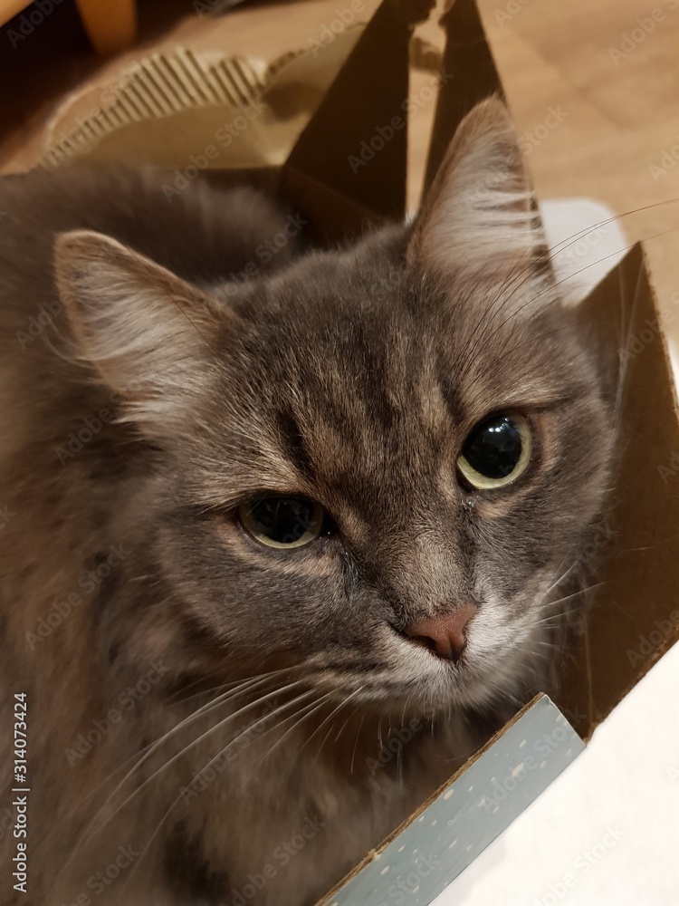 Gray cat sits in a box