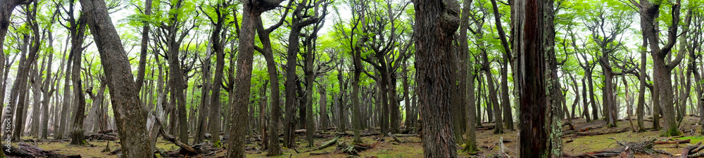 Naklejka premium Forest view in El Chalten Argentina