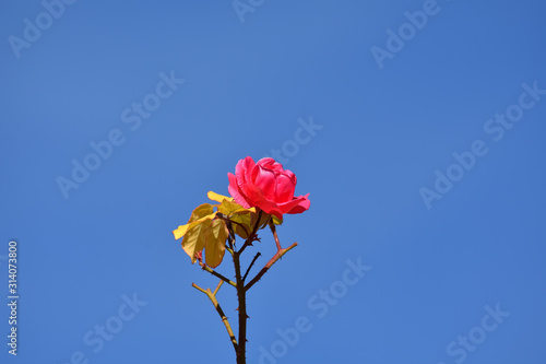 Orange rose blooming in the sun with a deep blue sky in the background