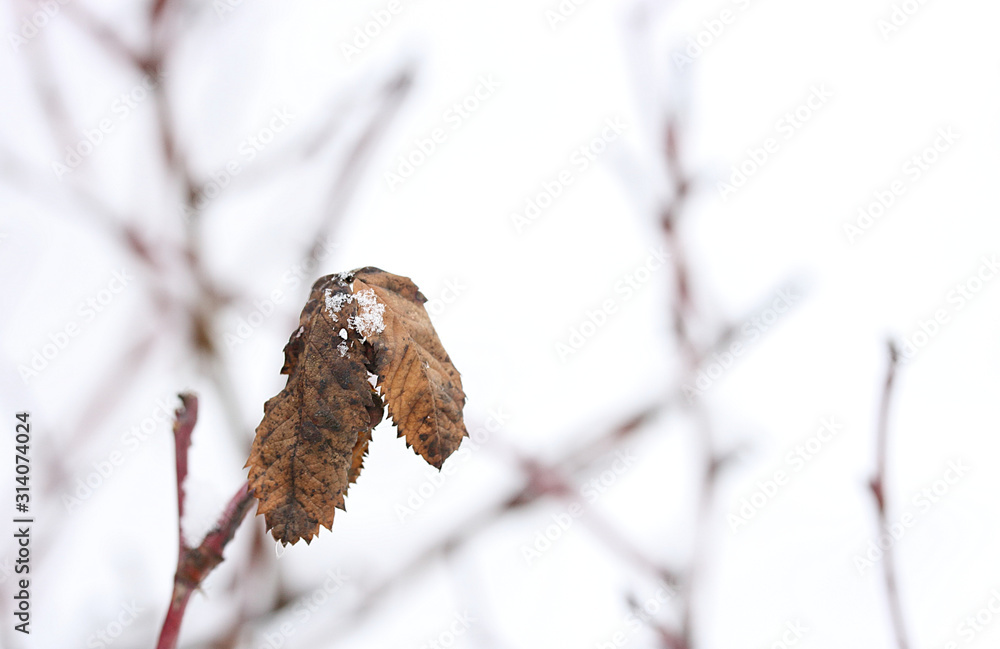 Snow on the dry brown leaves of rose hips on the background of red branches Snow on the dry brown leaves of rose hips on the background of red branches