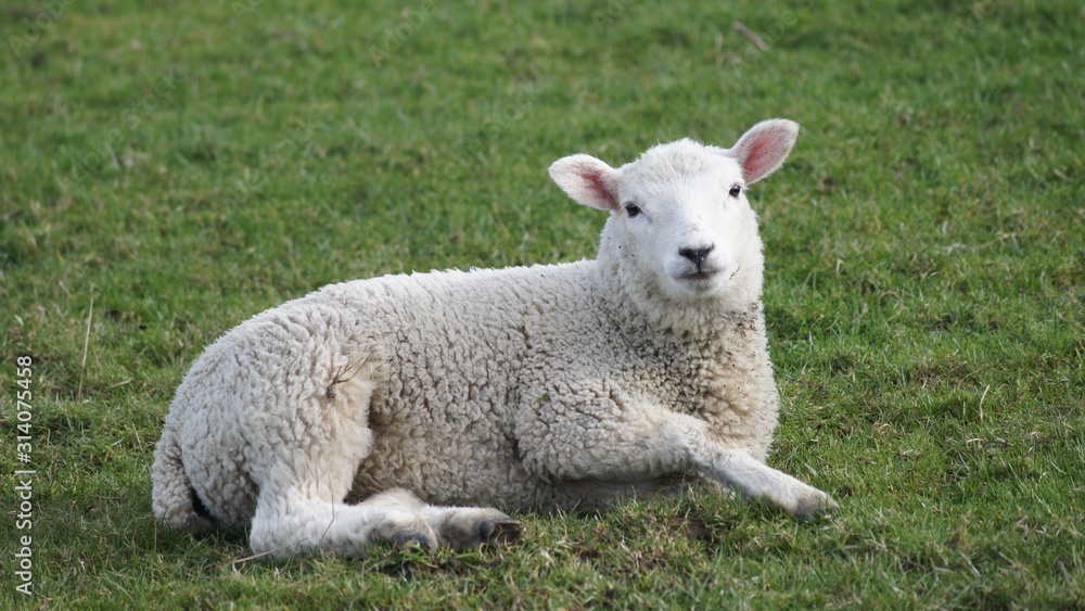 Lamb in Field Lamb in Field