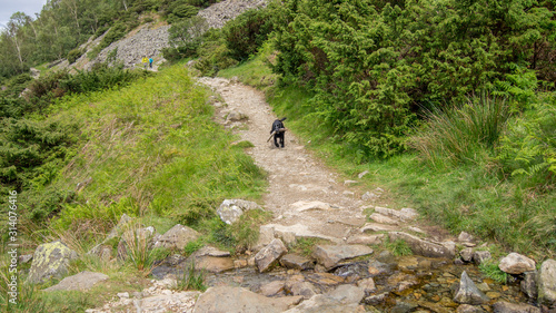Cocker Spaniel with Stick Lake District UK