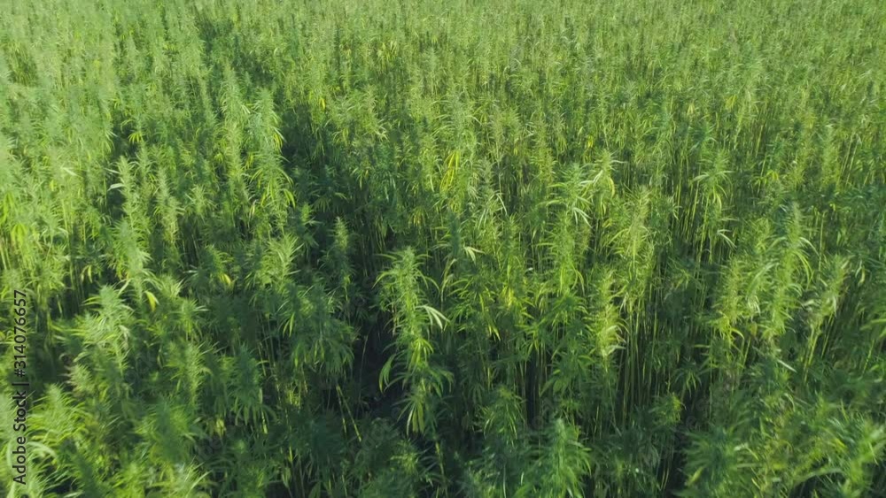 Aerial: Large Hemp Marijuana Field Drone Fly-Over Aerial: Large Hemp Marijuana Field Drone Fly-Over