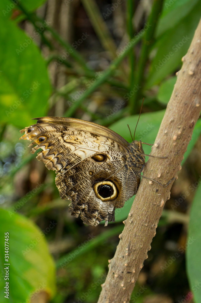 Fototapeta premium Brauner Schmetterling