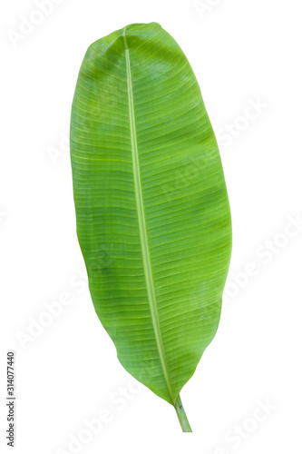 banana leaf isolated on white background