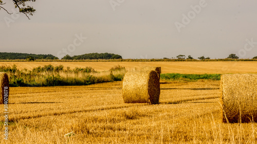 Wheat Fields with bails in Lincolnshire UK