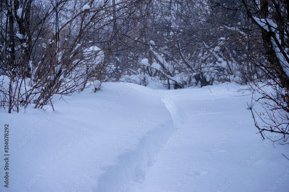 road in winter forest road in winter forest