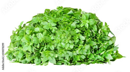 Bush of fresh fragrant basil isolated on white. Clipping path. Element of your design.