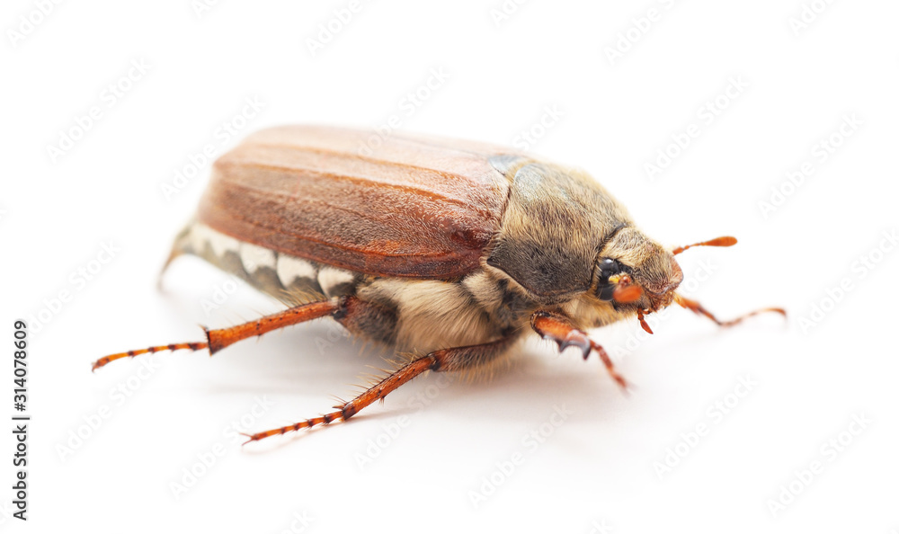 One brown beetle. One brown beetle.