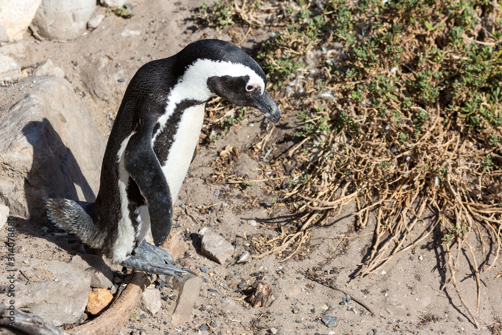 Obraz premium Close up of an African penguin (Spheniscus demersus) walking on Betty's Bay, South Africa