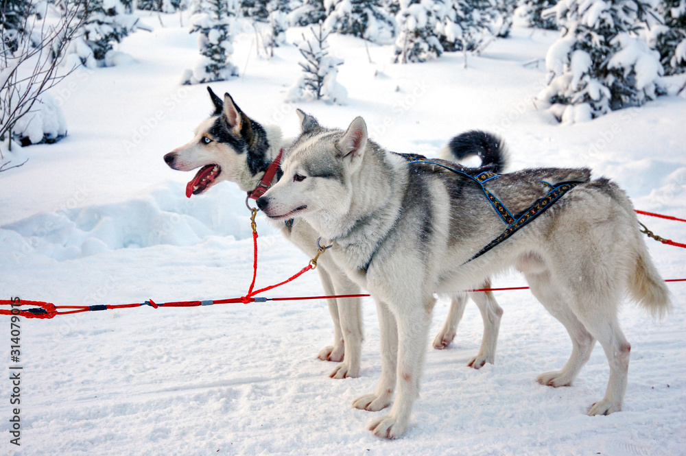 Sled dogs are waiting for races, Vuokatti, Finland Sled dogs are waiting for races, Vuokatti, Finland