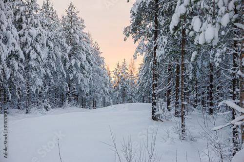 View of the winter forest at sunset, Vuokatti, Finland