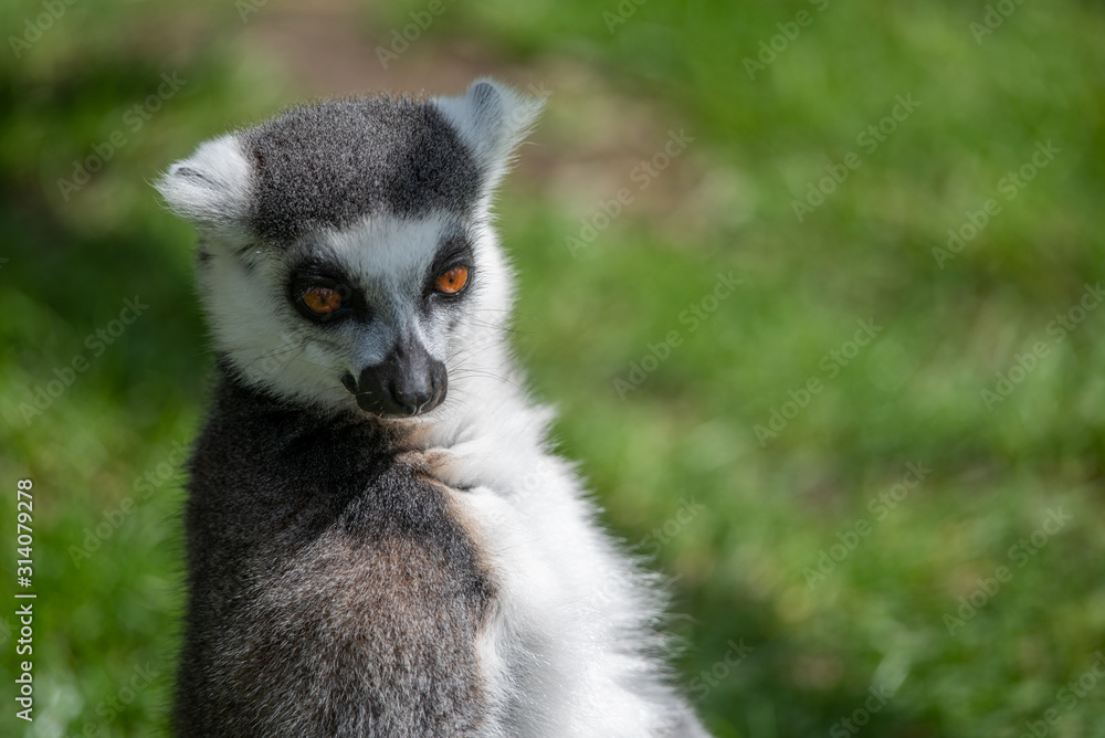 Obraz premium Black and White Ruffed Lemur