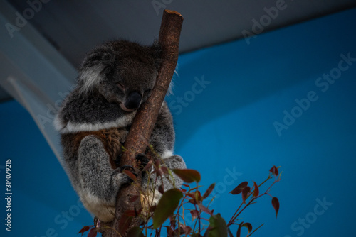 Photography Koala