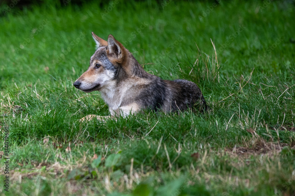 Fototapeta premium Grey Wolves