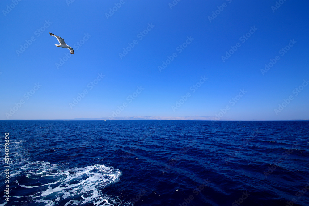 A seagull flying In blue sky background.