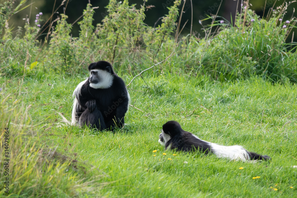 Obraz premium Colobus Monkey