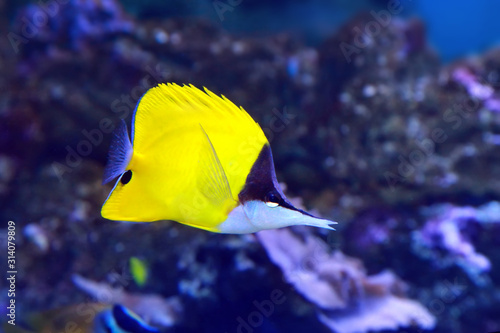 Yellow Longnose Butterflyfish Forcipiger flavissimus. photo