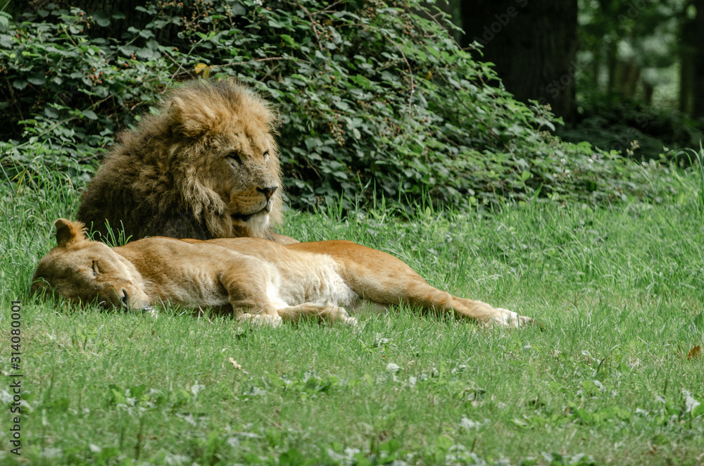 Naklejka premium Lions at Rest
