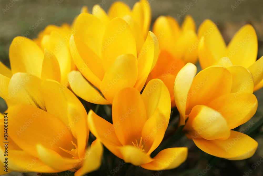 Fototapeta premium Yellow Crocuses