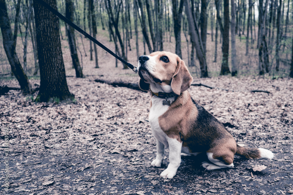 Portrait of a Basset Hound outdoors Portrait of a Basset Hound outdoors