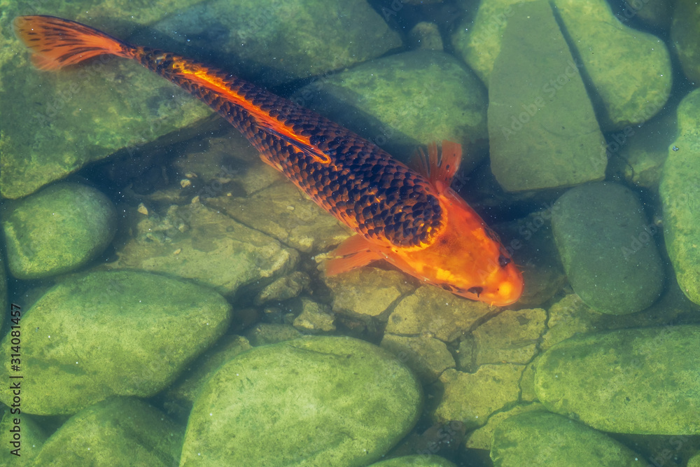 Japan Koifish Carp in Koi pond Japan Koifish Carp in Koi pond