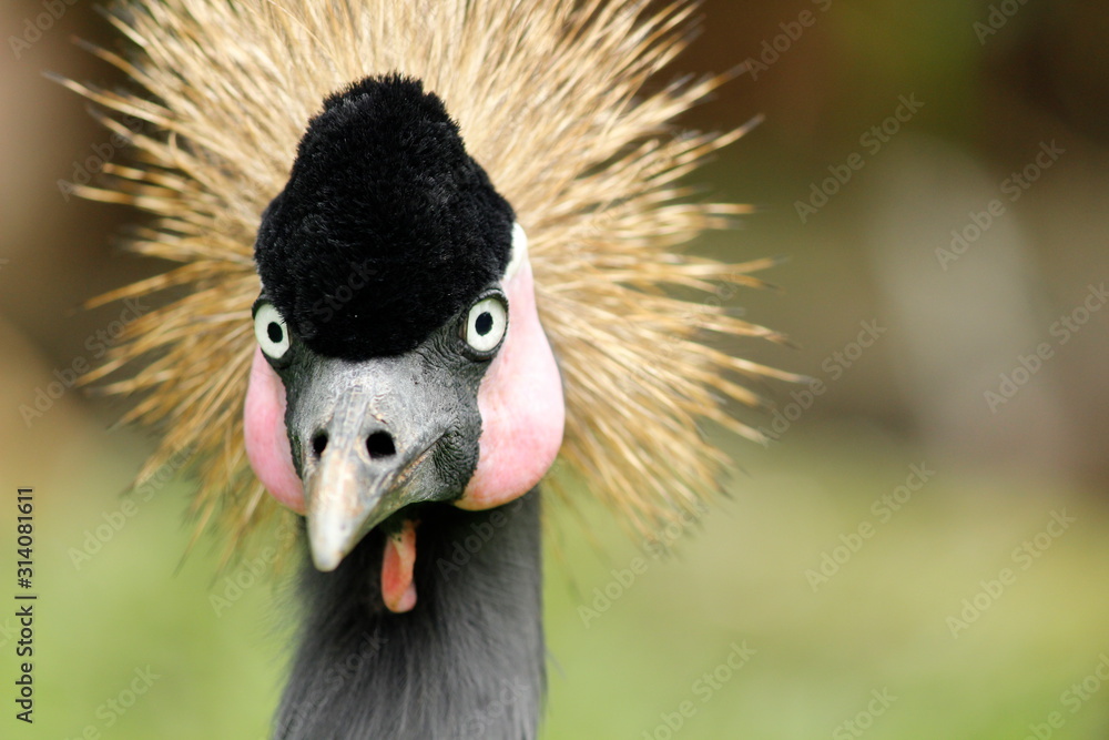 Fototapeta premium portrait of a grey crowned crane