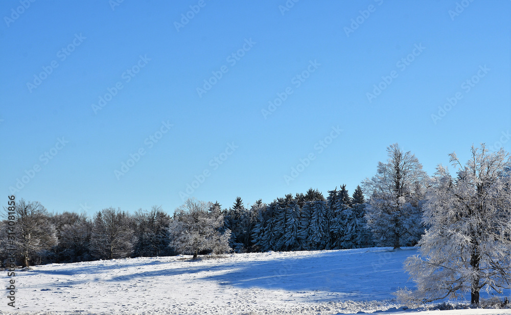 a meadow between forests in winter