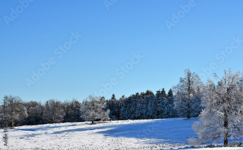 a meadow between forests in winter © sebi_2569