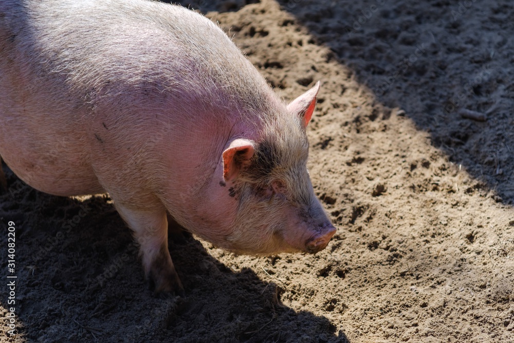 Agriculture pork meat piggy piglet, snout. Agriculture pork meat piggy piglet, snout.